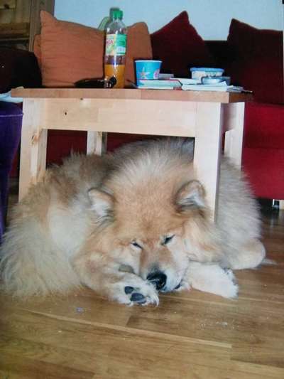 Zeigt mir die lustigsten Schlafpositionen eurer Fellnasen-Beitrag-Bild