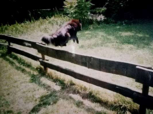 Challenge Nr. 16         Dynamik - Dein Hund in Bewegung-Beitrag-Bild