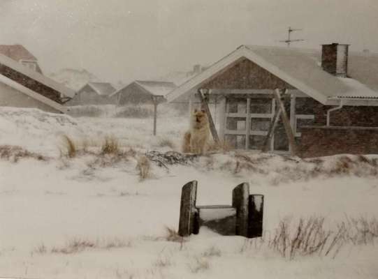 Fotochallenge 61 ~ Schnee-Beitrag-Bild