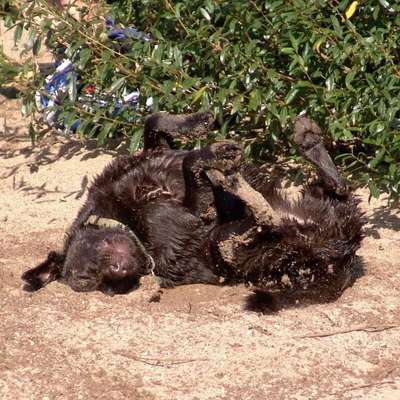 Wo sind meine Labrador Freunde-Beitrag-Bild