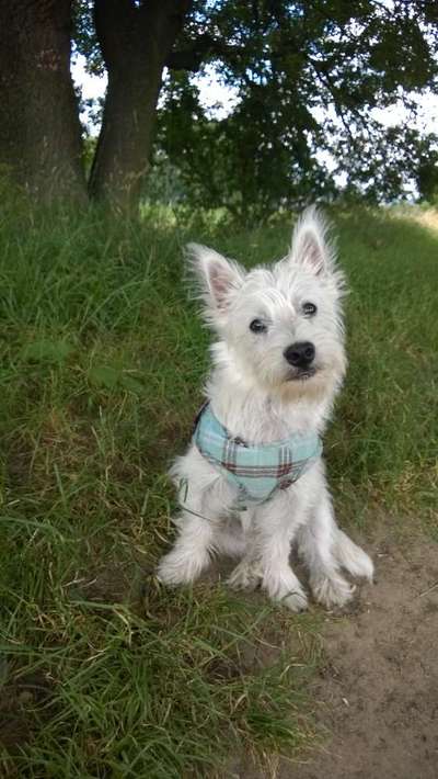 Lustigsten Grimassen von euren Hunden-Beitrag-Bild