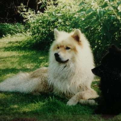 Wolfsspitz Fell und die Wärme-Beitrag-Bild