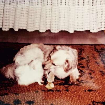 Challenge 30  Freundschaft-Beitrag-Bild