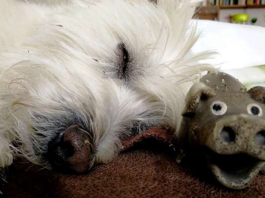 Zeigt her eure Hundenasen-Beitrag-Bild