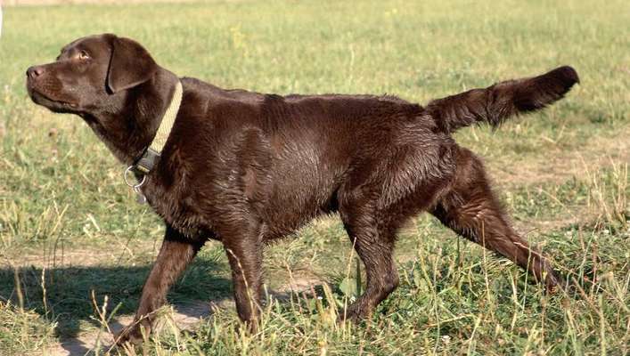 Was ist ein Anfängerhund?-Beitrag-Bild