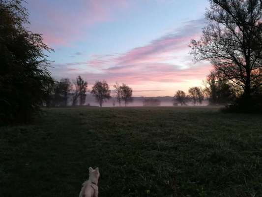 Die wunderschöne Welt mit Hund.-Beitrag-Bild