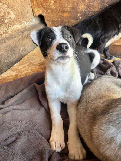 Hundetreffen-Gassi-Dates mit Ivy aus dem Tierschutz-Bild