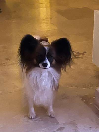 Hundetreffen-Gassirunde-Bild