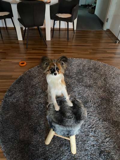 Wo sind die Papillon Besitzer?-Beitrag-Bild