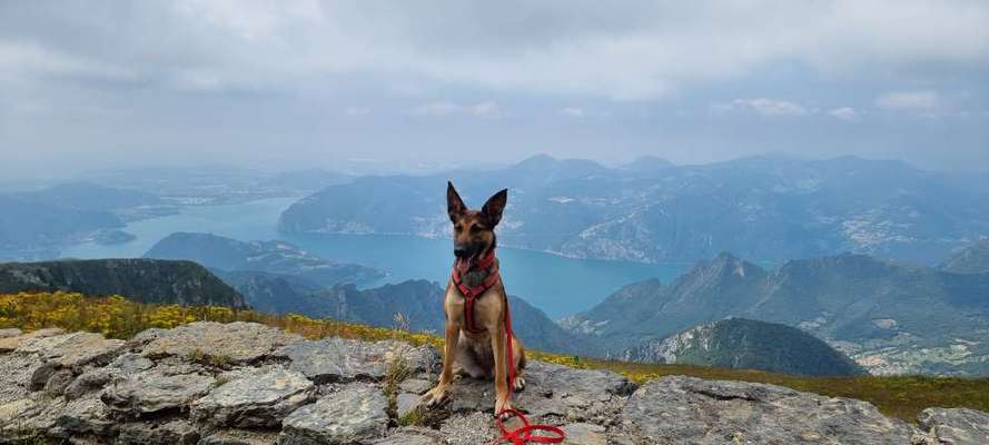 Hundetreffen-Social Walk WhatsApp Gruppe Wendlingen a.N.-Bild