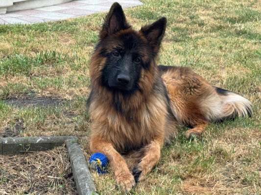 Hundetreffen-Begenungstraining-Bild