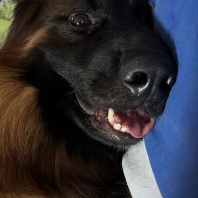 Hundetreffen-Hundespiel-Date-Bild