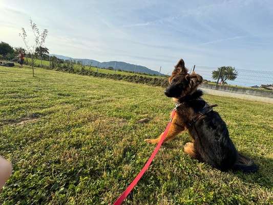 Hundetreffen-Grizzly sucht Training und Spielpartner-Bild