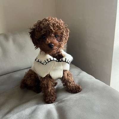 Hundetreffen-Spielrunde für Welpen und kleine Hunde-Bild