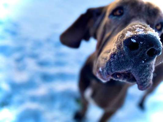 Dogorama Photo Challenge - Portrait-Beitrag-Bild