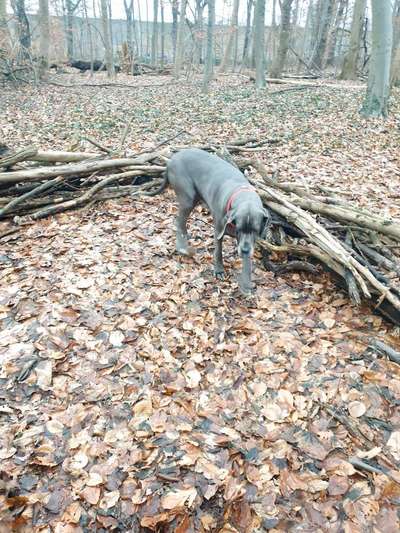 Hundetreffen-Gassirunde Gut Schönrath-Bild