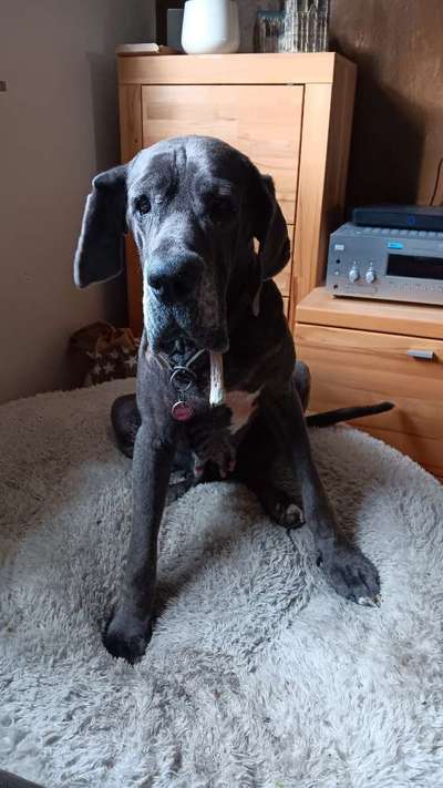 aktuelles Foto Gruppe Dogs in Köln-Ost: Holweide, Dünnwald, Höhenhaus, Dellbrück und Umgebung