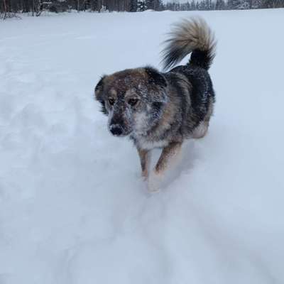 Hundetreffen-Laufen und Wandern-Profilbild