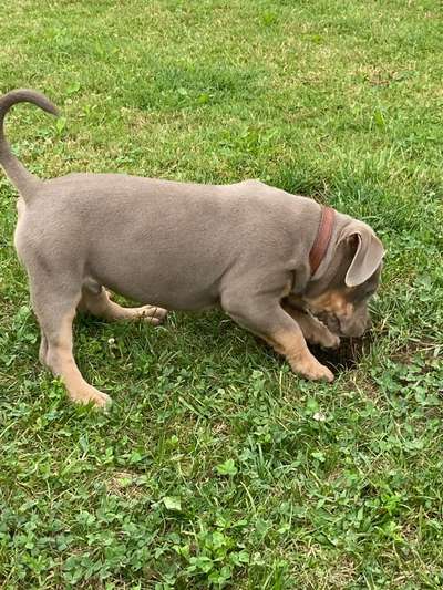 Gewicht American Bully-Beitrag-Bild