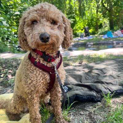 Hundetreffen-Spielfreund/in gesucht!-Bild