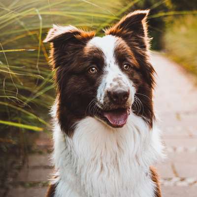 Hundetreffen-Spazier- und Spielrunde-Bild