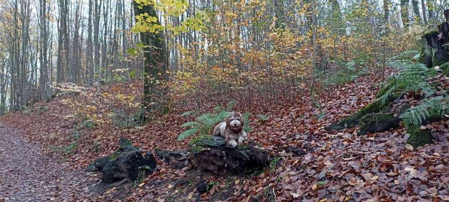 Hundetreffen-Spaziergänge-Bild