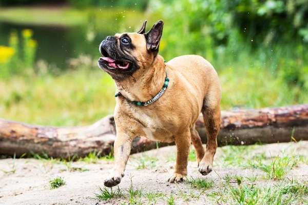 Hundetreffen-Gassi-Runde mit Opa Otto-Bild