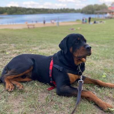 Hundetreffen-Rottweiler Rüde sucht Trainingspartner-Bild