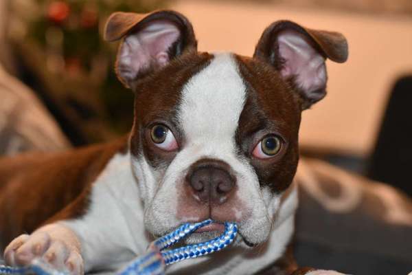 Dogorama Photo Challenge - Hundeblick zum hinschmelzen-Beitrag-Bild