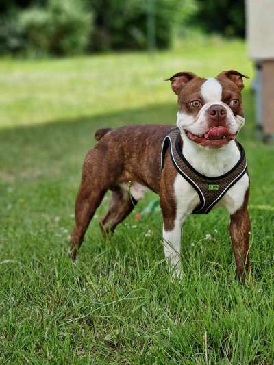 Boston Terrier Liebhaber❤️-Beitrag-Bild