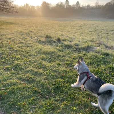 Hundetreffen-Welpen und Junghund treffen Markwasen-Bild