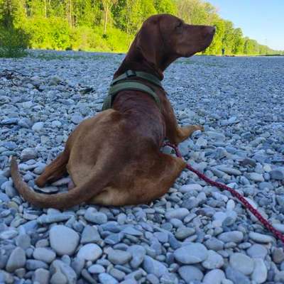 Hundetreffen-Artgenossen treffen-Bild