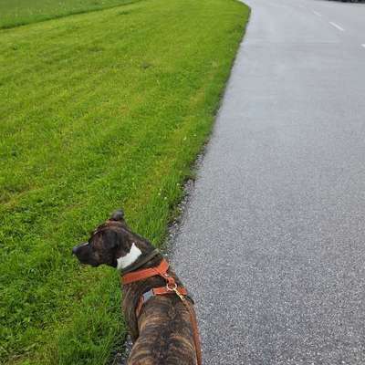 Hundetreffen-Positive Hundebegegnungen & gemeinsame Spaziergänge-Bild