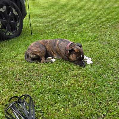 Camping mit Hund-Beitrag-Bild