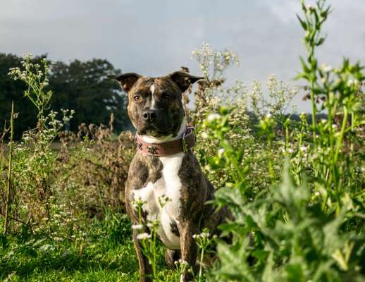 American Staffordshire Terrier 
Wo seit Ihr?-Beitrag-Bild