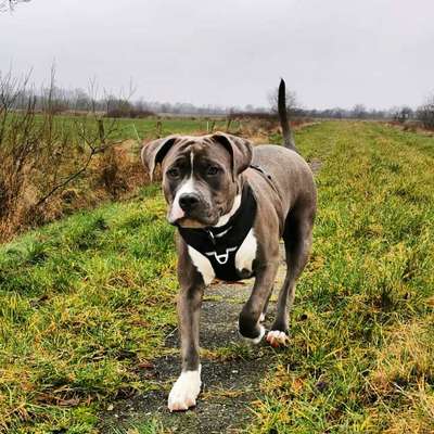 Hundetreffen-Robuste Spielkameraden gesucht!-Bild