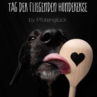 Hundetreffen-Fotoshooting-Bild
