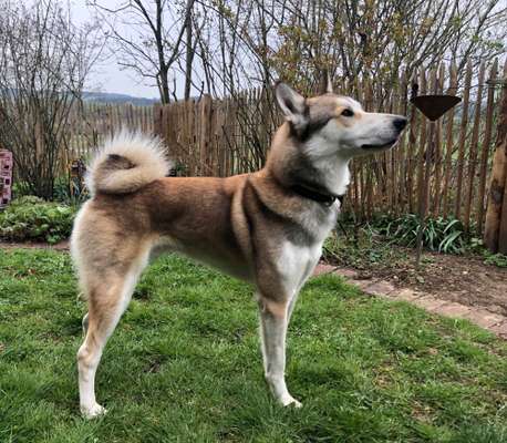 Sibirisch Europäisch Laika-Beitrag-Bild