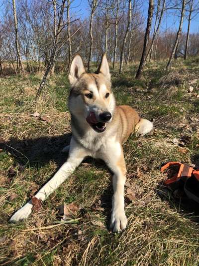 Westsibirische Laika ^~^-Beitrag-Bild