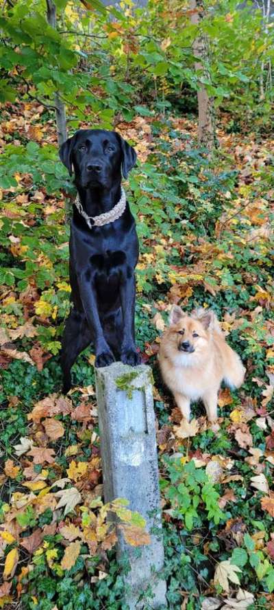 Hundetreffen-Gemeinsame Wanderungen-Bild