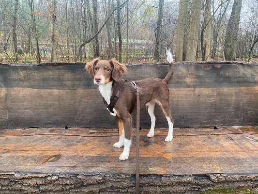 Mischlinge raten - Rätselspaß-Beitrag-Bild