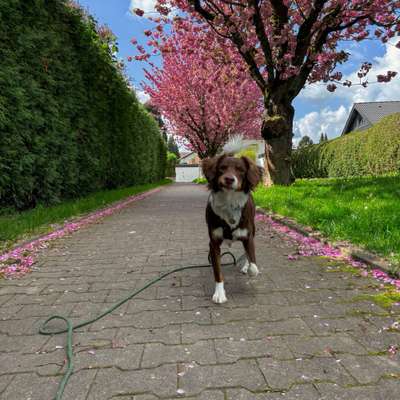 Hundetreffen-Social Walk & Hundebegegnungen-Bild
