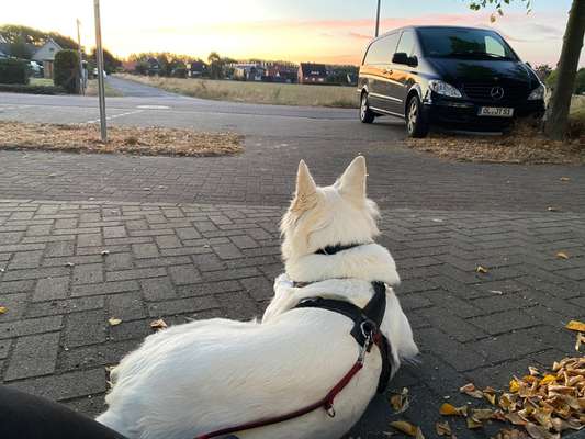 Hundetreffen-Gassi-/Spieletreff-Bild