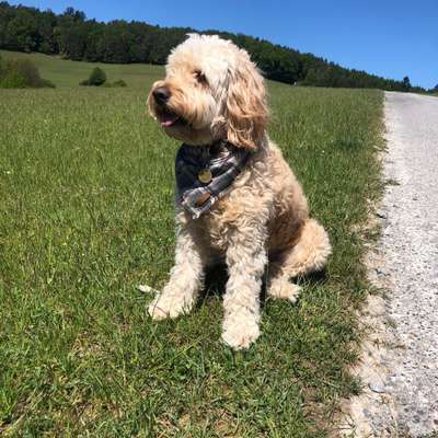 Hundetreffen-Einfach zum kennenlernen-Bild