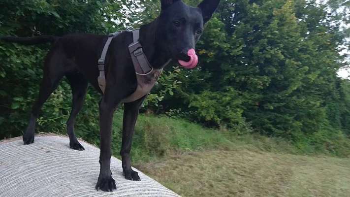 Fotochallenge Nr. 59 - Mein Hund zeigt die Zunge-Beitrag-Bild