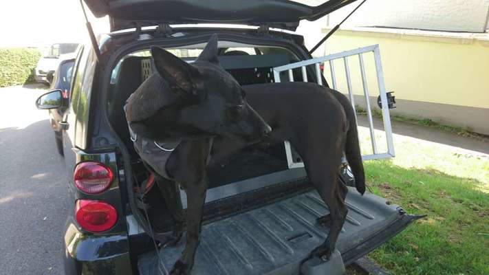 Wo fährt euer Hund im Auto mit?-Beitrag-Bild