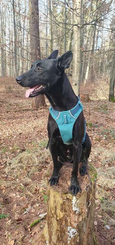 Wie sitzt mein Geschirr?-Beitrag-Bild