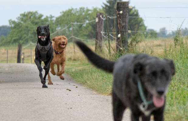 Foto Challenge 103    Hundefreundschaften-Beitrag-Bild