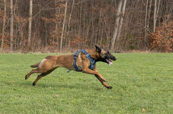 Wie sitzt mein Geschirr?-Beitrag-Bild