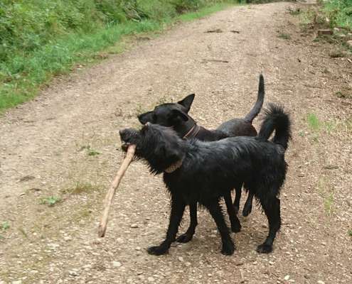 Die Dogorama Wochen Challenge-Beitrag-Bild